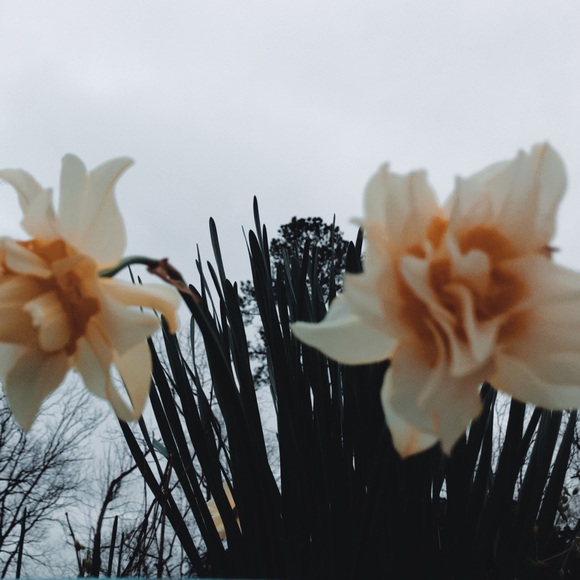 Meet your Posher, Lily - Picture 1 of 1